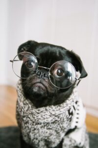 pug wearing glasses