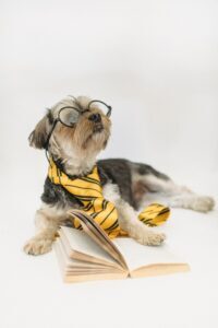 dog with glasses and tie on a book